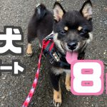 週刊子犬レポート｜豆柴お迎えから8週目｜生後4ヶ月