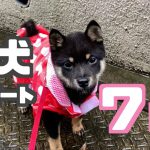 週刊子犬レポート｜豆柴お迎えから7週目｜生後4ヶ月