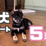 週刊子犬レポート｜豆柴お迎えから5週目｜生後3ヶ月半