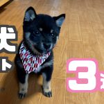 週刊子犬レポート｜豆柴お迎えから3週目｜生後3ヶ月