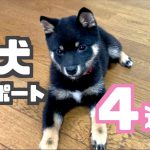 週刊子犬レポート｜豆柴お迎えから４週目｜生後3ヶ月