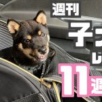 週刊子犬レポート｜豆柴お迎えから11週目｜生後4.9ヶ月