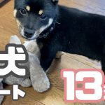 週刊子犬レポート｜豆柴お迎えから13週目｜生後5ヶ月