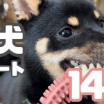 週刊子犬レポート｜豆柴お迎えから14週目｜生後5ヶ月